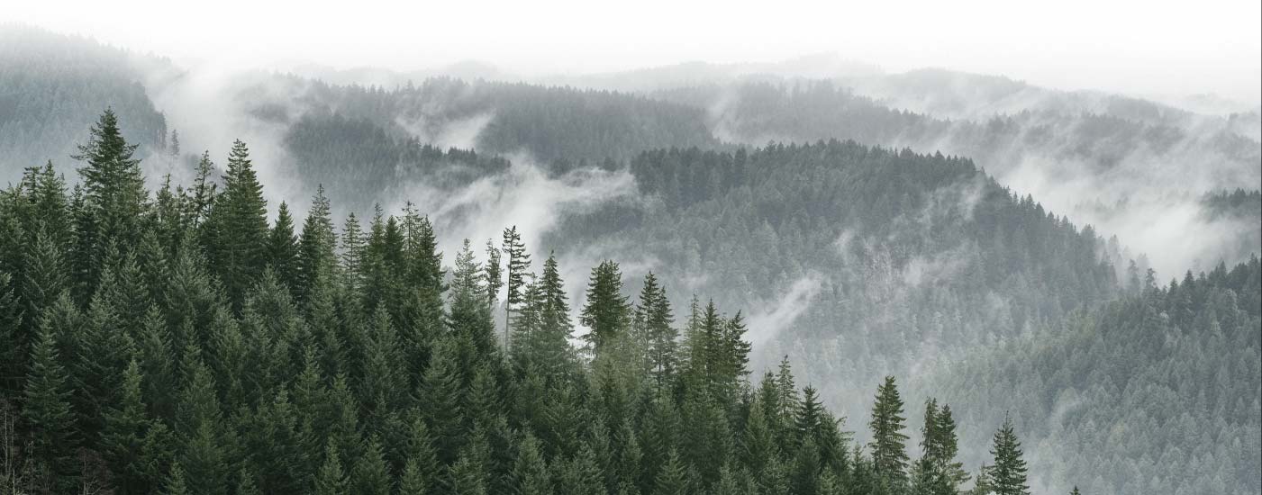 A misty forest landscape with dense evergreen trees and fog gently rolling over the hills. The atmosphere is serene and calming, with tree-covered mountains fading into the distance under a cloudy sky.